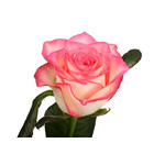 15 վարդ Jumilia
