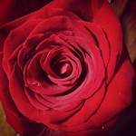 15 Հոլանդական վարդ Angelina