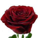 15 Հոլանդական վարդ Red Naomi