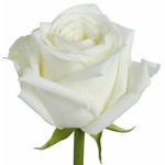 15 Հոլանդական վարդ White Naomi