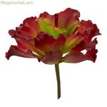 Դեկորատիվ բույս Իբերգարդեն