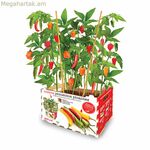 Մշակման հավաքածու Batlle Peppers Spicy 30 x 19,5 x 16,2 սմ